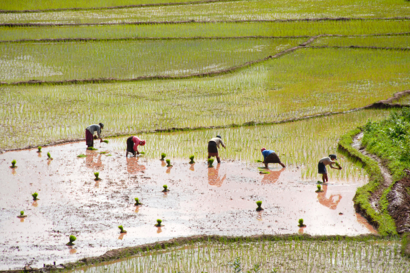Women planting rice in terraced rice fields near the Ban Xieng Fa village in Laos