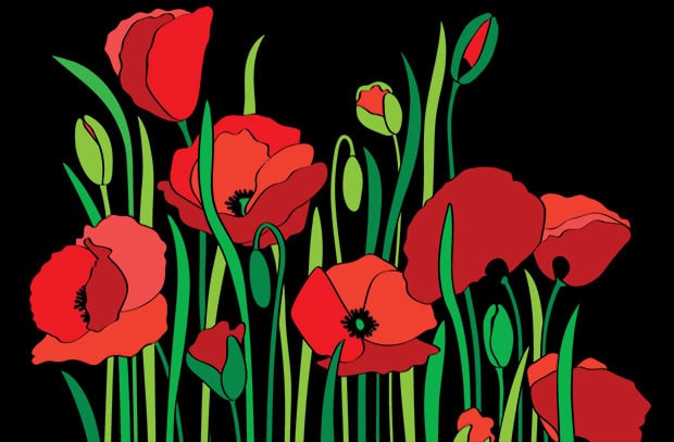 Growing tall poppies