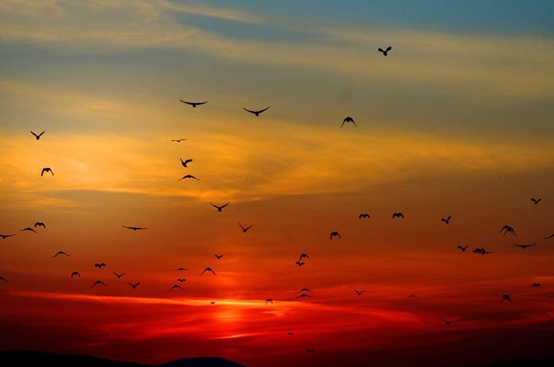 ATO swoop on high-balance SMSFs exposing Part IVA schemes