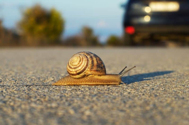 40,000 on board with STP but big deferrals slow take-up