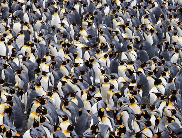 Standing out from the masses